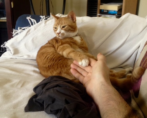 Why Do Cats Give Massages? by Omar Cherif, One Lucky Soul