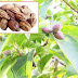 Benefits and Uses of Haritaki Fruit