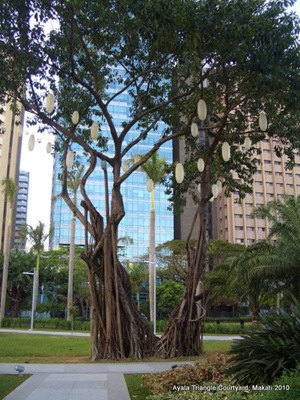 Lovely Tree at ATC