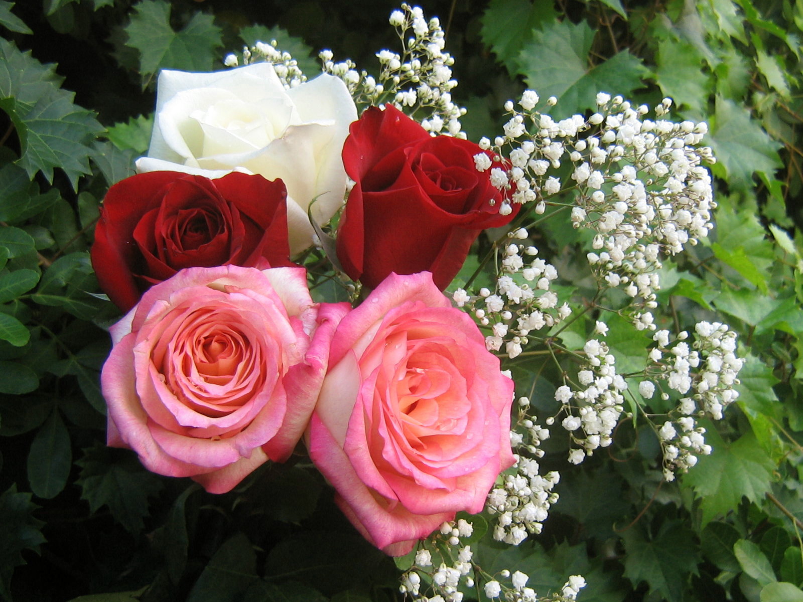 Beautiful+roses+bouquet