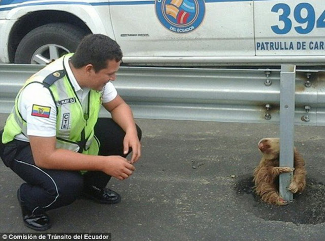 Bayi comel seperti kepala panda diselamatkan oleh polis
