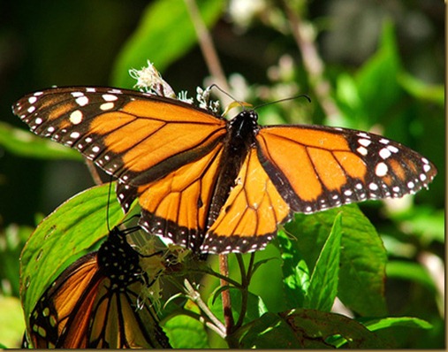 Mariposa Monarca