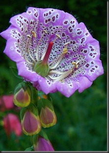 Foxglove (Digitalis purpurea)