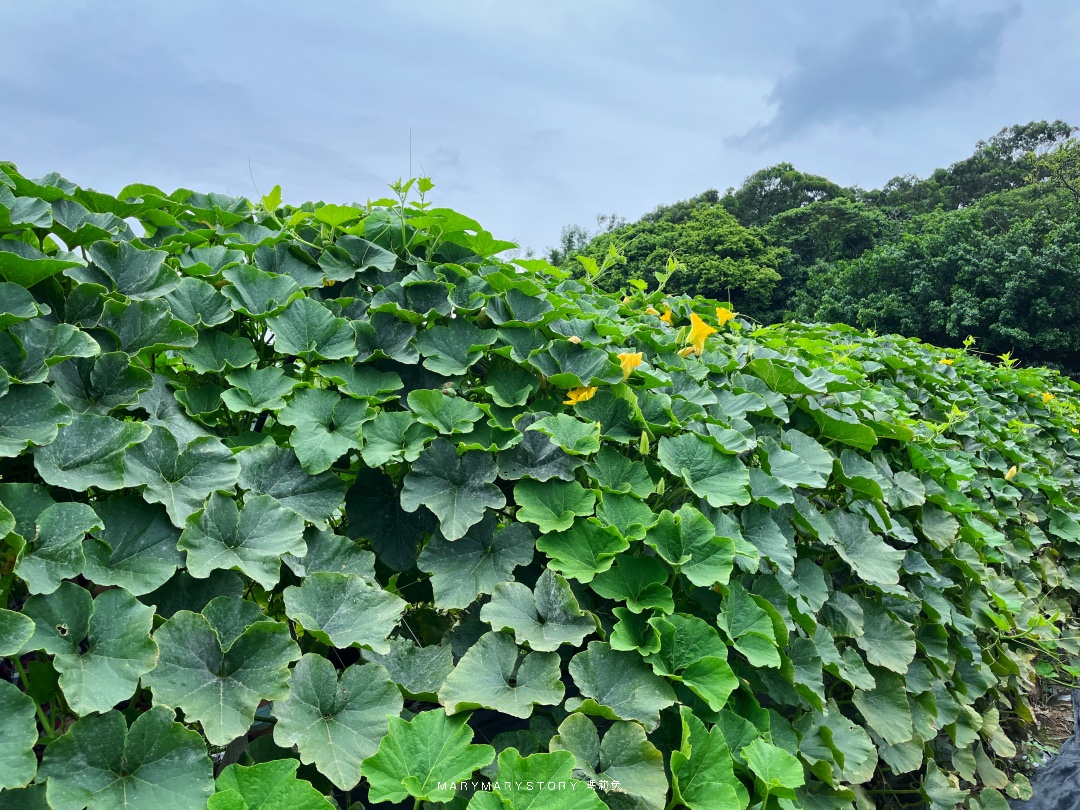 淡水景點│一年一次期間限定一個月！淡水南瓜隧道～老少咸宜的免費景點