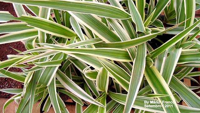 ( Chlorophytum comosum “Variegatum” )