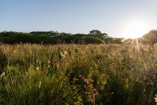 Dunsdon National Nature Reserve – Devon’s Coronation Meadow - Photo copyright Sam Rose (All Rights Reserved)