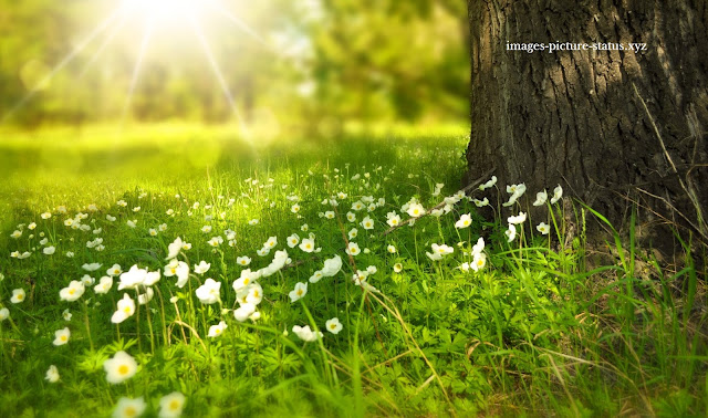 beautiful wallpaper hd images, beautiful wallpaper pictures, beautiful wallpaper pictures download hd, wallpaper hd nature, beautiful wishes images, full hd wallpaper download, hd wallpapers for android, wallpapers hd, wallpaper images download, wallpaper photo hd, wallpaper photo gallery, best wishes images quotes, wishing picture message, wishing images download, beautiful wishes quotes, good morning wishes images, saturday wishes in nature images, best wishes images for exams, good morning wishes for friends