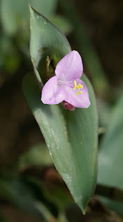 Tradescantia brevifolia - Setcreasea brevifolia