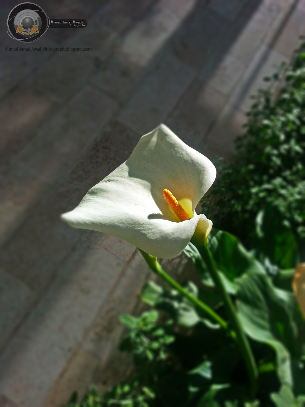 Arum lily