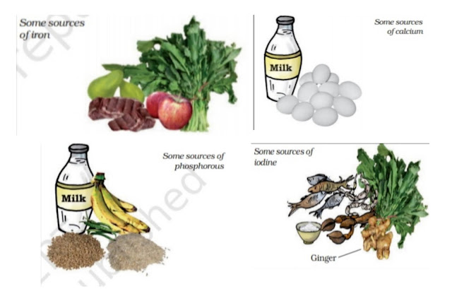 Components of Food class 6 Science NCERT Solutions