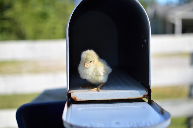 ordering baby chicks by mail