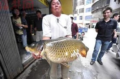 chinese karper record
