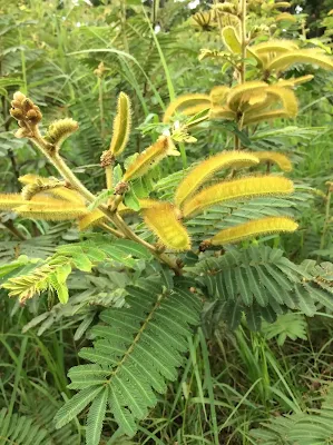 Frutos semillas - Mimosa pigra