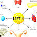 Leptin - Leptin Hormone Diet