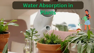 Water Absorption in Plants