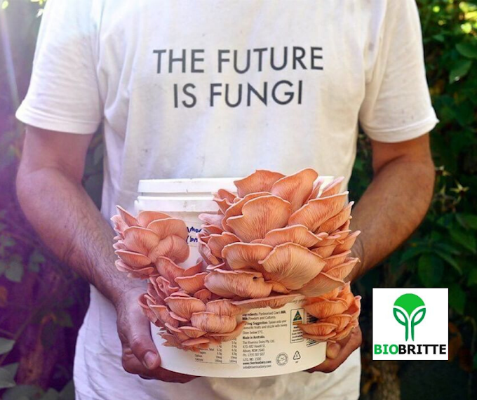 THE FUTURE IS FUNGI | Mushroom Learning Center Kolhapur | Mushroom Exporter | Biobritte