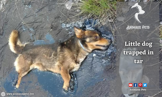 Little dog trapped in tar