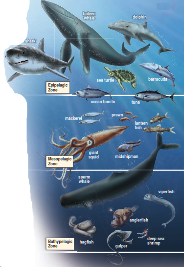 FIGURE 3 Ocean inhabitants of pelagic zones. Different organisms are characteristic of the epipelagic, mesopelagic, and bathypelagic zones.