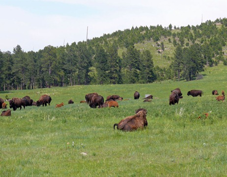 Custer SP Bison