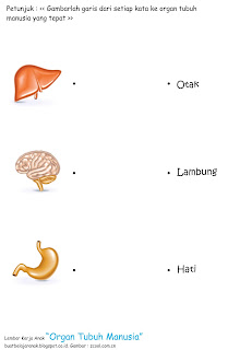 Lembar kerja anak bertema organ tubuh manusia Lembar Kerja Anak Bertema Organ Tubuh Manusia