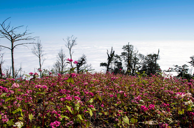 ên cạnh ngắm cánh đồng lúa chín, du khách có thể tìm đến đỉnh Chiêu Lầu Thi để săn mây.