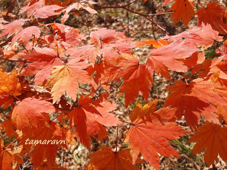 Клён ложнозибольдов (Acer pseudosieboldianum)