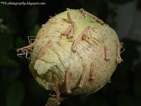 Praying Mantis Hatching Picture