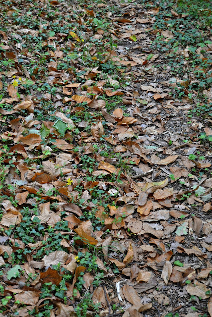 Tappeto di foglie