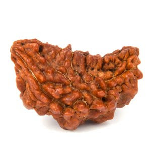 Ek Mukhi Rudraksha-