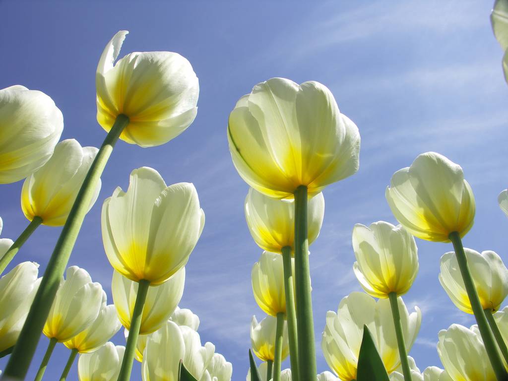 field of white tulips from below beneath