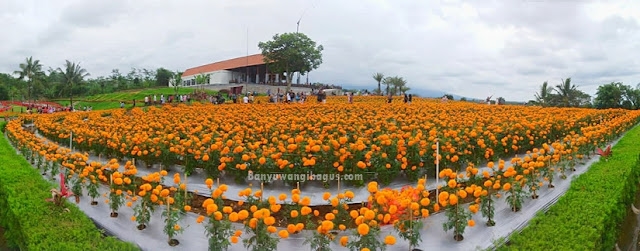 bunga marigold di Agrowisata tamansuruh banyuwangi