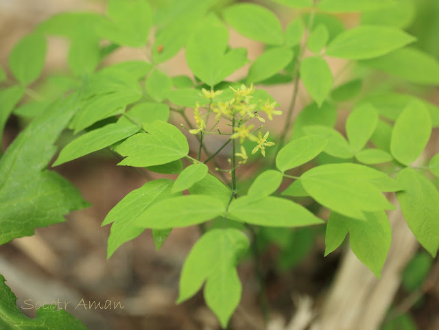 Caulophyllum robustum