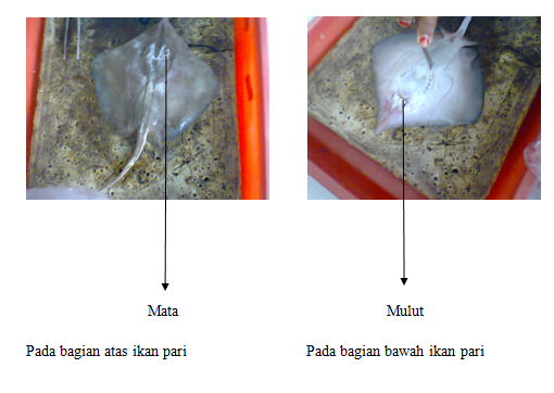 LAPORAN PRAKTIKUM ZOOLOGI VERTEBRATA - IKAN TULANG RAWAN (Chondrichtyes)