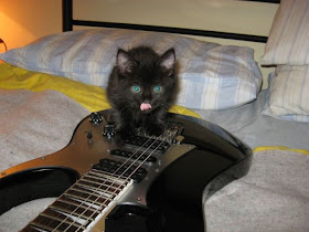 funny cat pictures, kitten and guitar