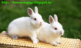beautiful rabbits
