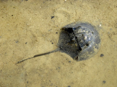 Mangrove Horseshoe Crab (Carcinoscorpius rotundicauda)