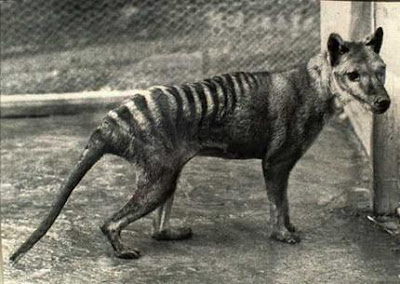 Tasmanian Tiger or Wolf