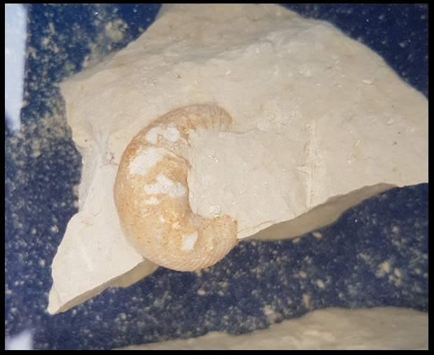 baby nautilus 69 million years old
