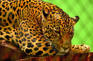 Jaguar conservation and threats