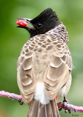 Red-vented Bulbul