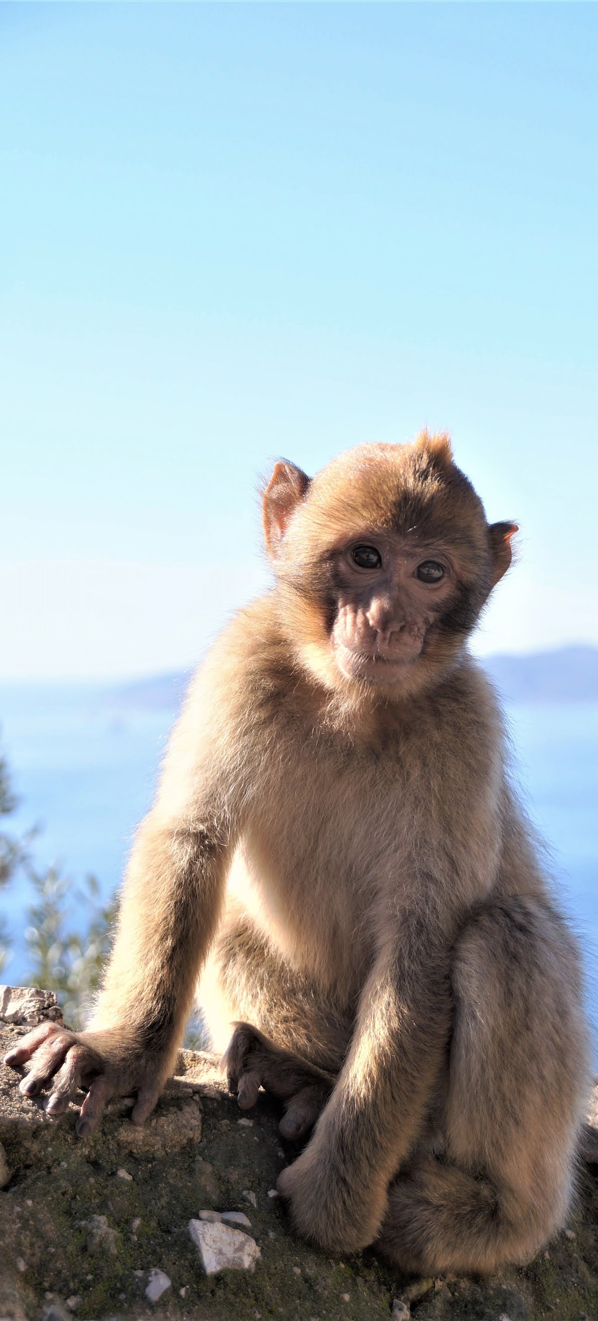 Cute young barbary macaque.