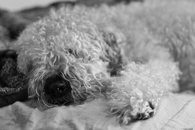 A Sleeping Soft Coated Wheaten Terrier