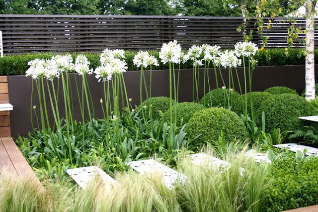 agapanthus, flori albe, gradina minimalista, gradina moderna, arhitect peisagist, amenajare gradina, bucuresti