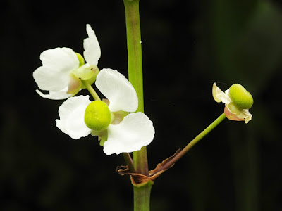 萊茜慈姑的苞片（雌花）