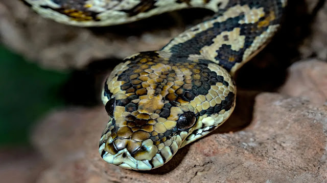 Carpet Python