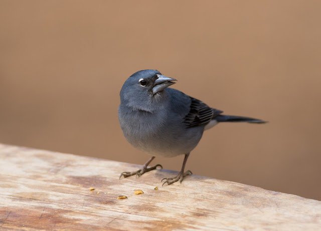 Tenerife Blue Chaffinch - Las Lajas, Tenerife