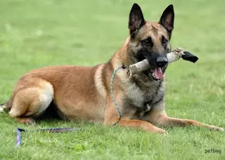كلب مالينوا - المالينو كلب حراسه البوليسي الأول في العالم معلومات صور وفيديو
