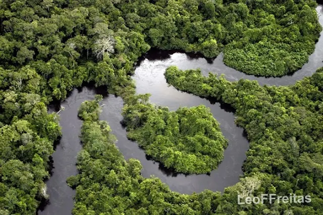 صور : لقطات ساحرة من غابات الأمازون 