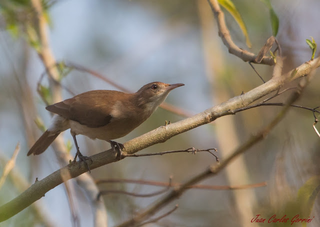 Avistaje de aves en Argentina, Salta. Birdwatching y fotografía de Juan Carlos Gorrini.