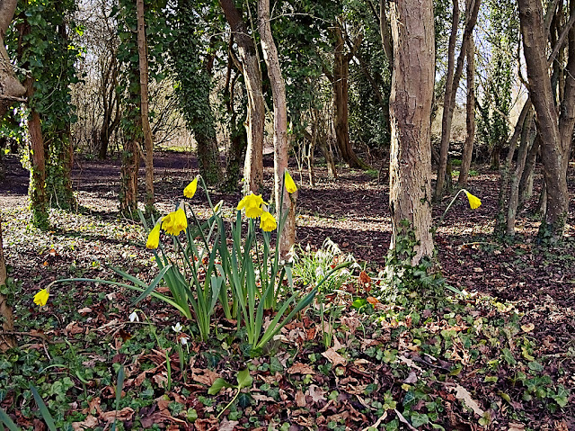 A small clump of flowereing daffodils shine bright yellow among the trunks and leaf litter 